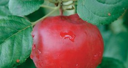 Плод яблони