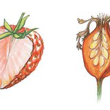 Przekrój truskawki i owocu dzikiej róży