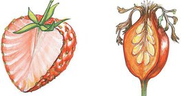 Przekrój truskawki i owocu dzikiej róży