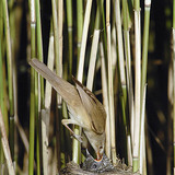 Eurasian reed warbler feeding Common cuckoo chick