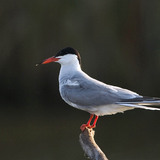 Common tern