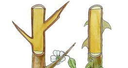 Cierń tarniny i kolec róży