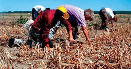 Susza na polu uprawy cebuli