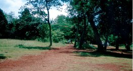 Lateryt, gleba typowa dla tropików