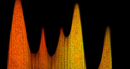 バタフライウィングスケールの超微細構造