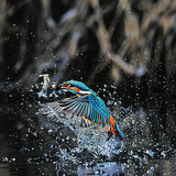 Common kingfisher fishing