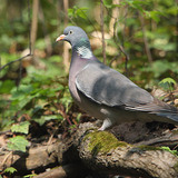 Common wood pigeon