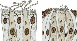 感觉受体细胞：嗅觉受体细胞（左）和味觉受体细胞（右）