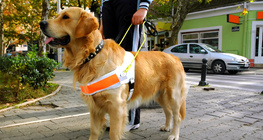 Guide dog