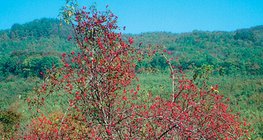 Krzew dzikiej róży