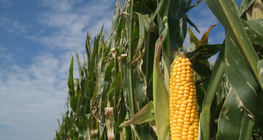 トウモロコシ