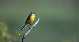 Yellow wagtail
