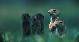 ヨーロッパのアースリス