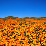 자연 보호구역에서 꽃이 피는 금영화(Eschscholzia californica)