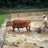 Etapy produkcji ryżu - 1