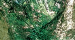 Лёссовый овраг