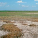 Saline soil profile