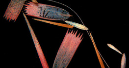 バタフライウィングスケール