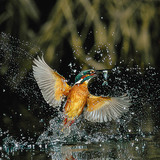 Common kingfisher fishing