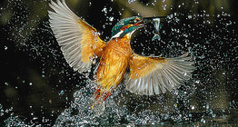 Common kingfisher fishing