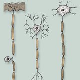 Különböző működésű idegsejtek