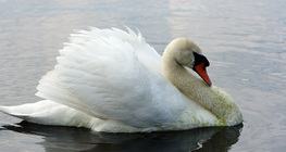 Swan