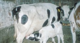 Krowa karmiąca cielę