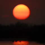 夕阳里的欧洲琵鹭