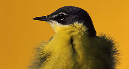 Yellow wagtail