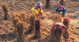 Proces produkcji ryżu - 3