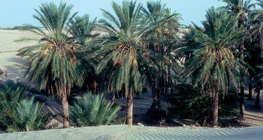 Oaza z palmami daktylowymi