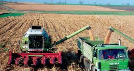 Уборка кукурузы