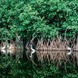 Namorzyny (mangrowe)