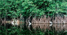 Namorzyny (mangrowe)