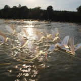 Mayflies