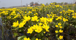 マシュマリーゴールド