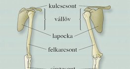 A felső végtagváz csontjai