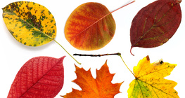 가을 때의 나뭇잎