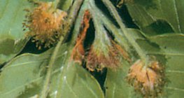 Wierzchotki kwiatowe buka