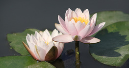 Water lily