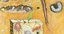 Stworzenia żyjące w glebie