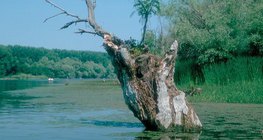 Znikające jeziora: bagna