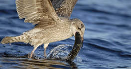 Yellow-legged gull