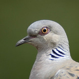 European turtle dove head