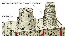 A csont lemezes szerkezete