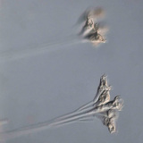 藻菌植物单细胞生物（等枝虫属）