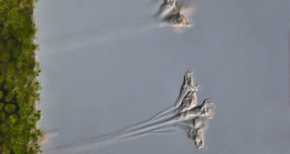 엽상 식물의 단세포 생물 (Epistilis sp.)