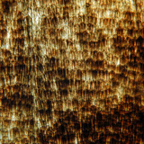 Łuski skrzydła motyla