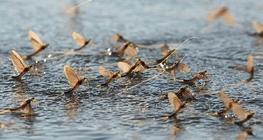 Mayflies