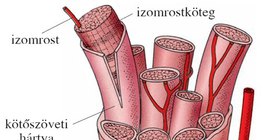 Az izom felépítése